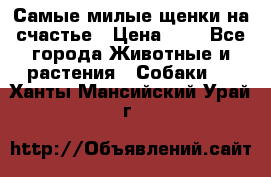 Самые милые щенки на счастье › Цена ­ 1 - Все города Животные и растения » Собаки   . Ханты-Мансийский,Урай г.